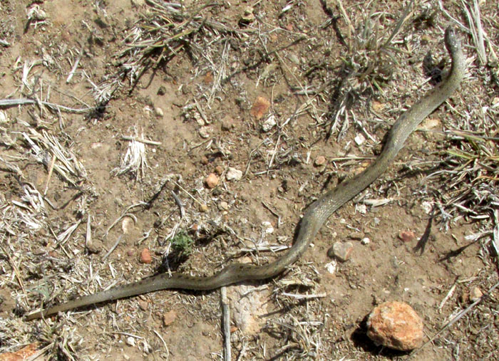 Plateau Mexican Earthsnake, CONOPSIS NASUS; in habitat