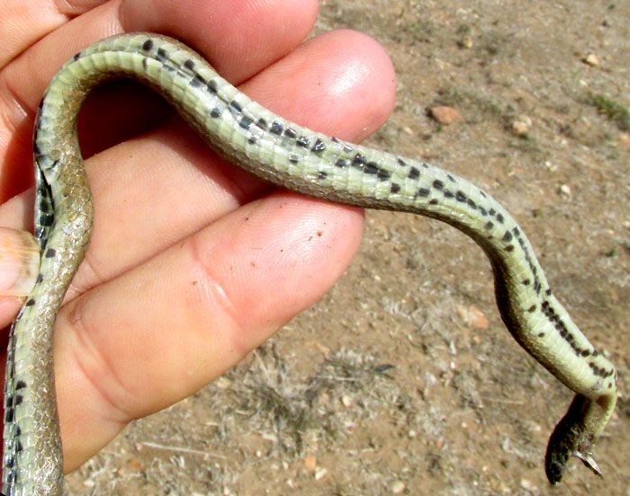 Plateau Mexican Earthsnake, CONOPSIS NASUS; ventral spotting