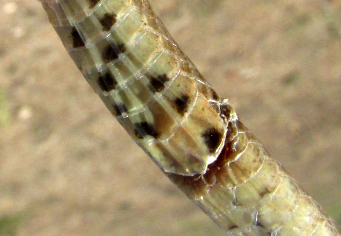 Plateau Mexican Earthsnake, CONOPSIS NASUS; anal plate