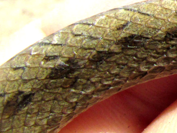 Plateau Mexican Earthsnake, CONOPSIS NASUS; spotting on top