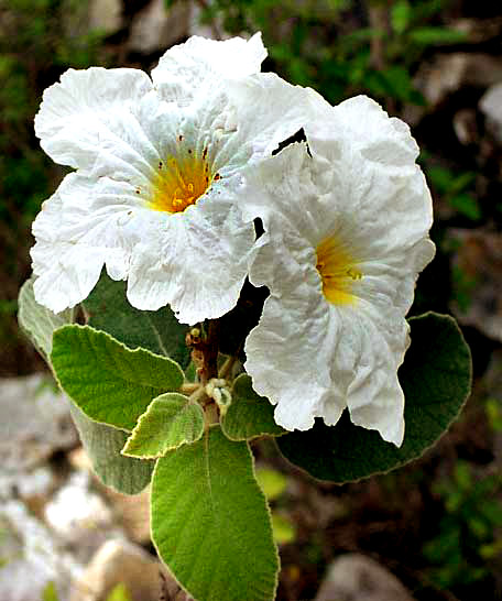 Anacahuite Texas Olive Cordia boissieri In some places this is called