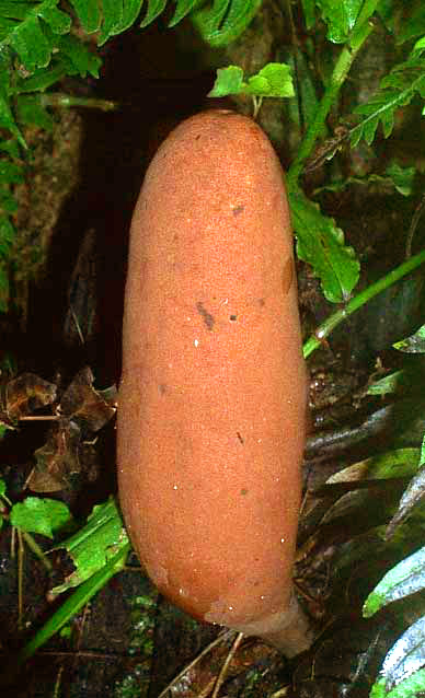 A CORDYCEPS MUSHROOM?