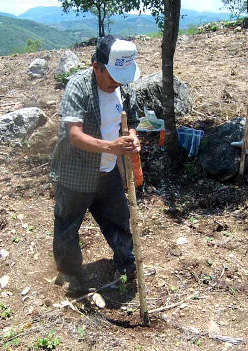 planting corn