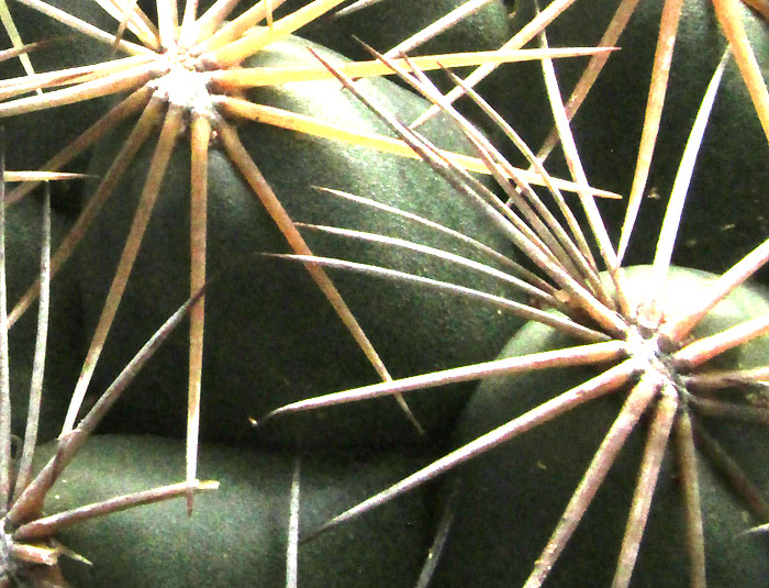 Rhinoceros Cactus, CORYPHANTHA CORNIFERA, flowering plant in habitat