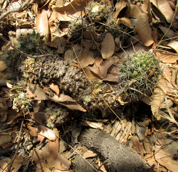 CORYPHANTHA OCTACANTHA in habitat