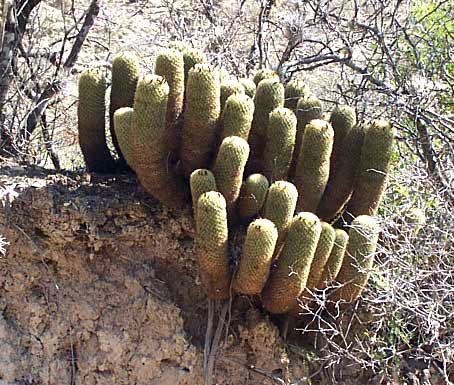 CORYPHANTHA ERECTA