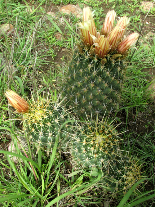 Pincushion Cactus, CORYPHANTHA ERECTA, unopened flowers, cactus in habitat