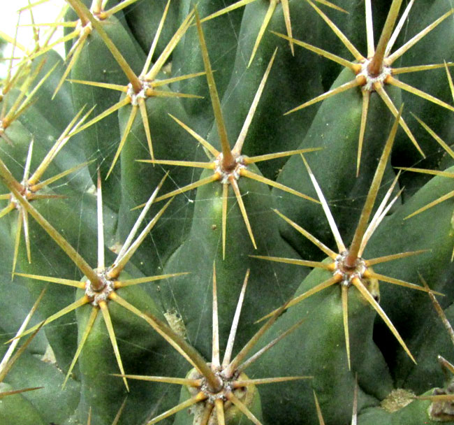 Pincushion Cactus, CORYPHANTHA ERECTA, spines close-up