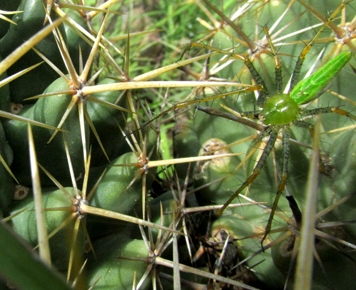 Pincushion Cactus, CORYPHANTHA ERECTA, spines and Green Lynx spider