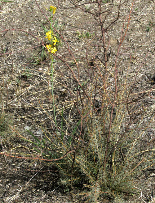 ECHEANDIA MEXICANA, habitat