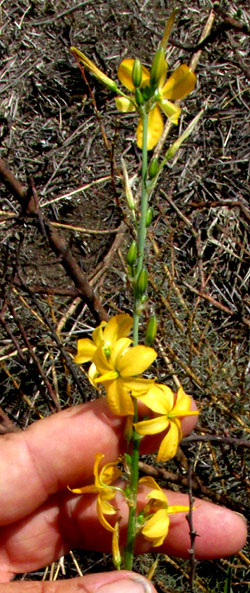 ECHEANDIA MEXICANA, inflorescence