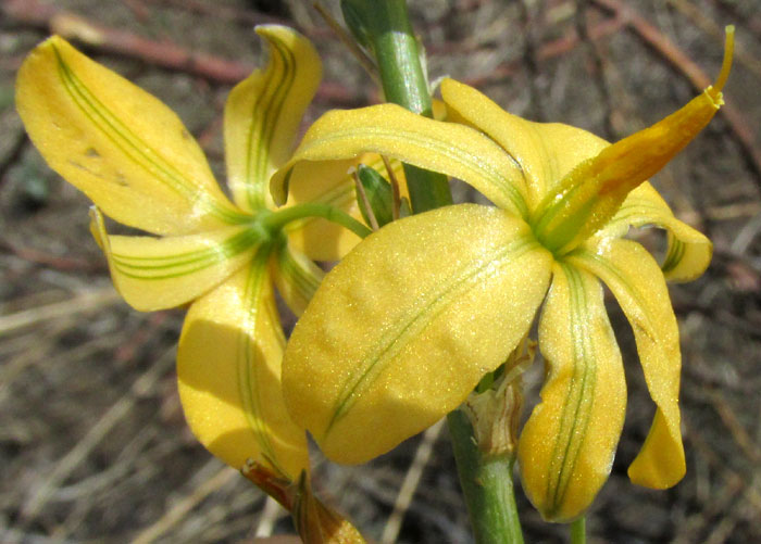 ECHEANDIA MEXICANA, flowers, front and behind