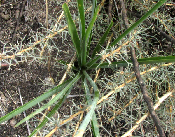 ECHEANDIA MEXICANA, leaves emerging from ground