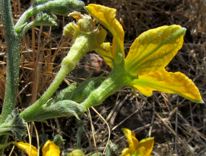 CUCURBITA PEDATIFOLIA, young shoot of male flowers