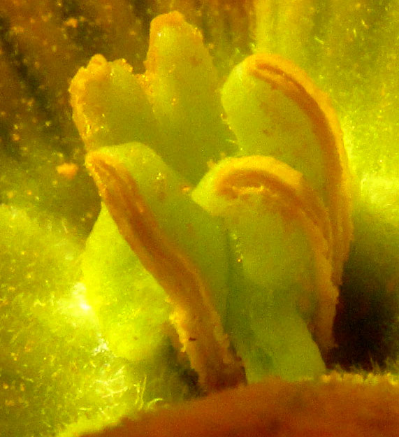 CUCURBITA PEDATIFOLIA, stamen close-up