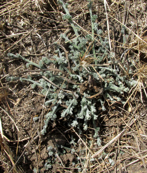 CUCURBITA PEDATIFOLIA, emerging female plant, no flowers