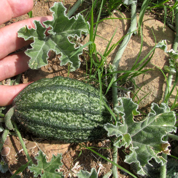 CUCURBITA PEDATIFOLIA, immature squash & enlarging leaves