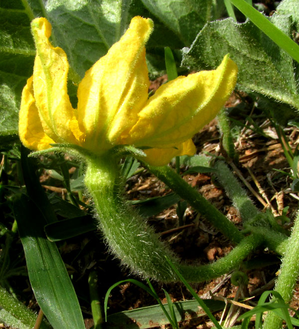 CUCURBITA PEDATIFOLIA, female flower side view with ovary