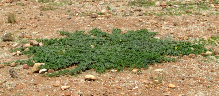 CUCURBITA PEDATIFOLIA, plant form & habitat