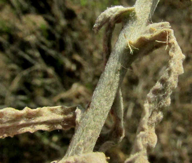 Wright's Cudweed, PSEUDOGNAPHALIUM CANESCENS, leaf bases