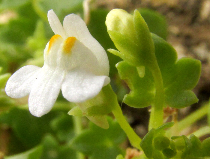 Kenilworth Ivy, CYMBALARIA MURALIS, white flowers