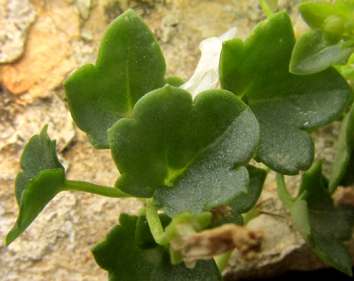 Kenilworth Ivy, CYMBALARIA MURALIS, leaves somewhat succulent