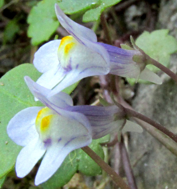 Kenilworth Ivy, CYMBALARIA MURALIS, flowers