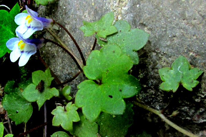 Kenilworth Ivy, CYMBALARIA MURALIS, flowers & leaves