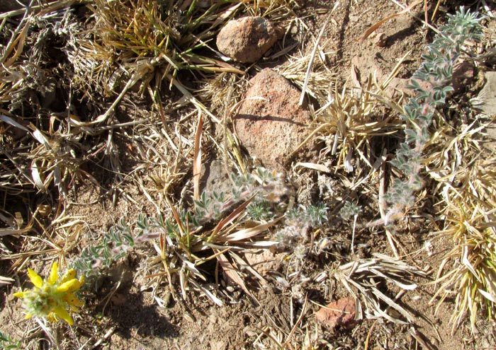 Arrastradilla, DALEA PROSTRATA, prostrate body