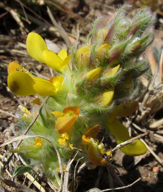 Arrastradilla, DALEA PROSTRATA, flowers