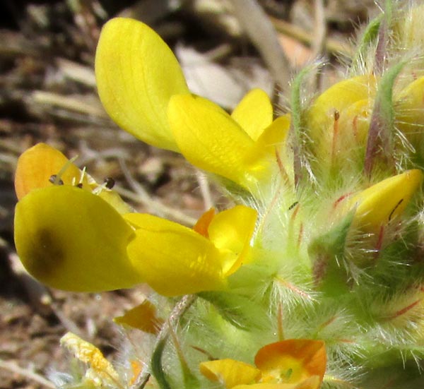 Arrastradilla, DALEA PROSTRATA, flowers close-up