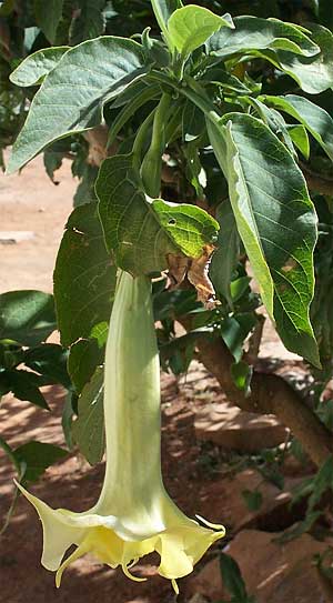 BRUGMANSIA ARBOREA, Angel's Trumpet