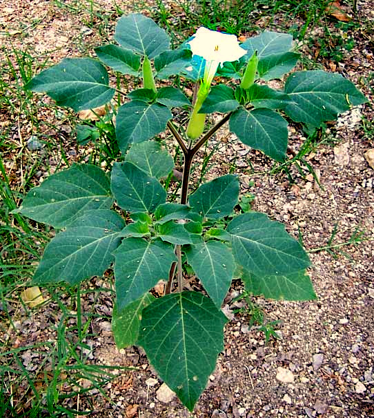 Datura inoxia