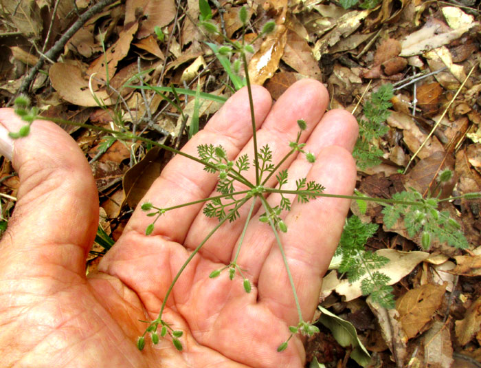 'Tropical' Wild Carrot, DAUCUS MONTANUS, umbels and umbellules