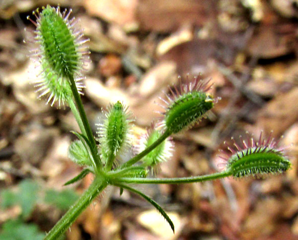 'Tropical' Wild Carrot, DAUCUS MONTANUS, schizocarps with uncinate hairs