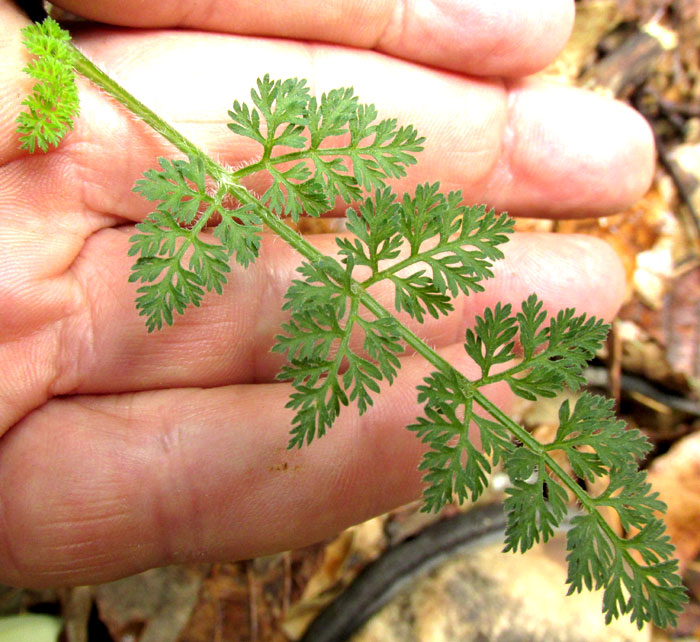 'Tropical' Wild Carrot, DAUCUS MONTANUS, leaf