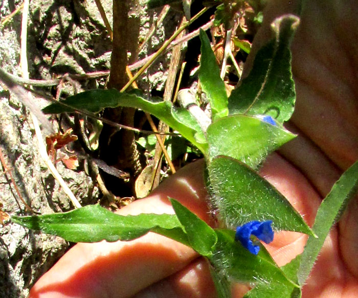 White-mouthed Dayflower, COMMELINA ERECTA, hairy