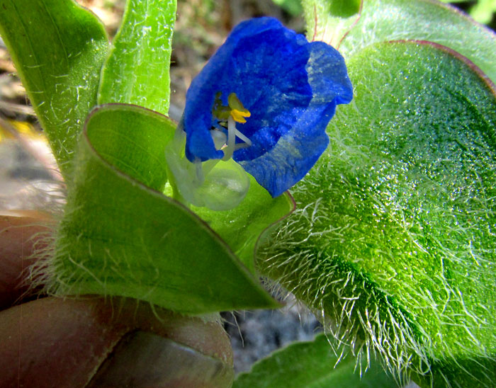 White-mouthed Dayflower, COMMELINA ERECTA, hairy