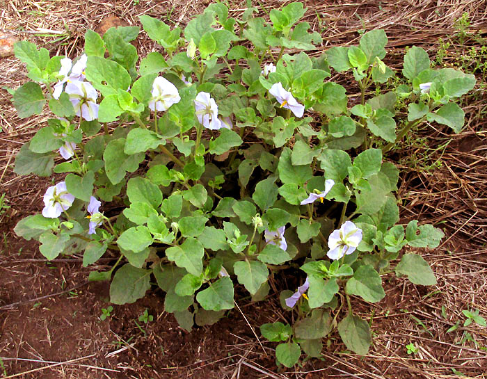 LYCIANTHES DEJECTA, flowering plant