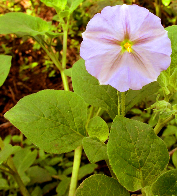 LYCIANTHES DEJECTA, flower & leaves