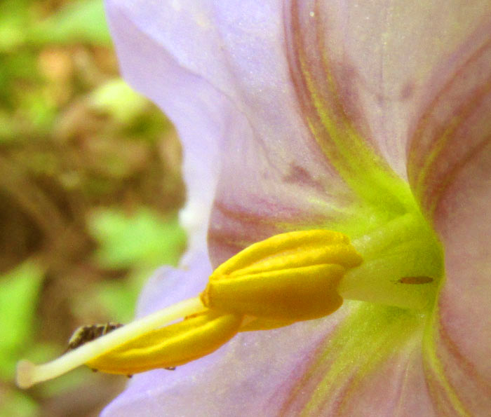 LYCIANTHES DEJECTA, very unequal stamens, and extended style