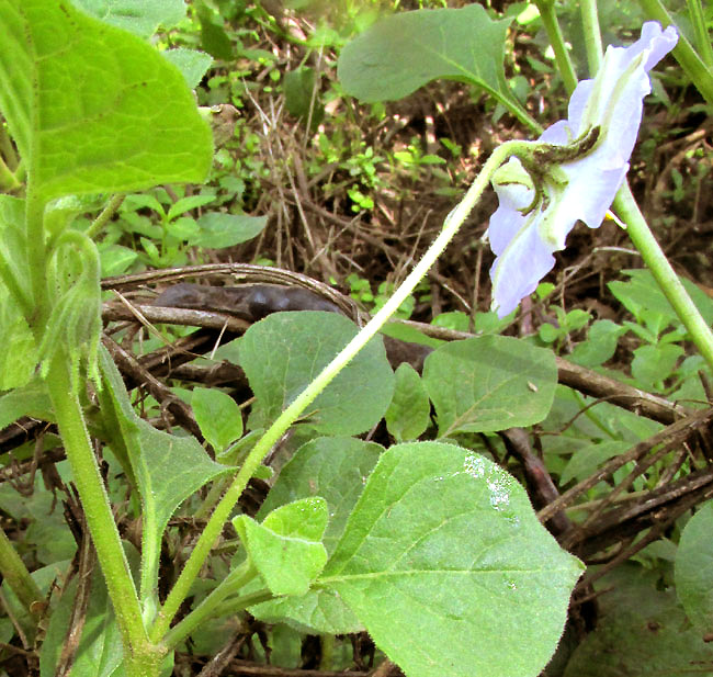 LYCIANTHES DEJECTA, flower on long pedicel