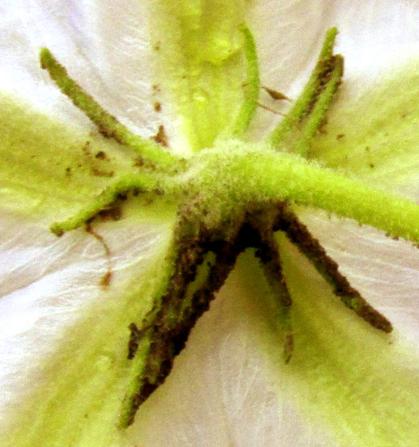 LYCIANTHES DEJECTA, sepal appendages