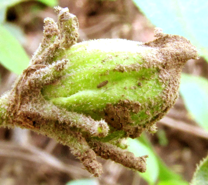 LYCIANTHES DEJECTA, immature fruit