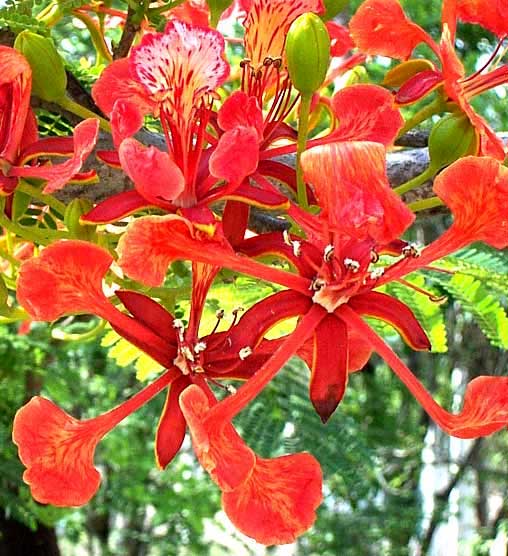 Royal Poinciana tree, DELONIX REGIA