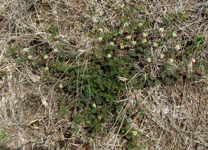 Bundleflower, DESMANTHUS PAINTERI, radial branching form & habitat