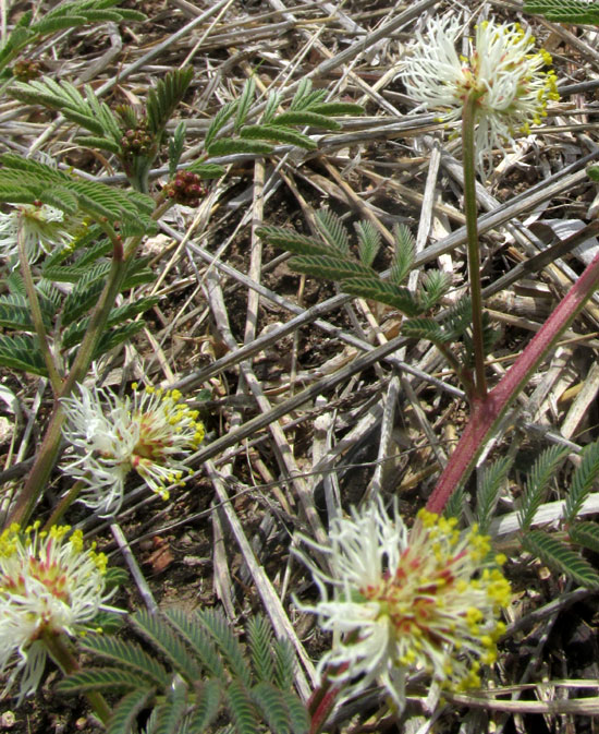 Bundleflower, DESMANTHUS PAINTERI, leaves and capitula