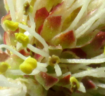 Bundleflower, DESMANTHUS PAINTERI, ten or fewer stamens per flower