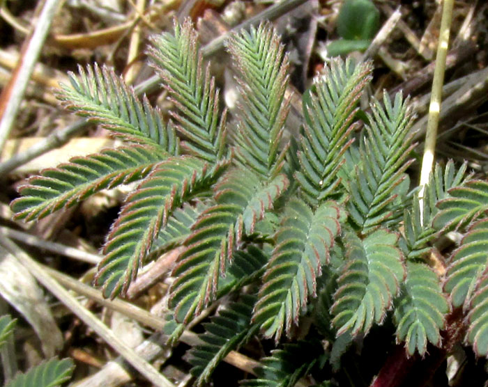 Bundleflower, DESMANTHUS PAINTERI, leaf