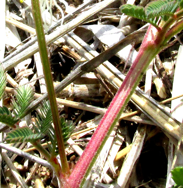 Bundleflower, DESMANTHUS PAINTERI, stipules, gland on petiole and stem